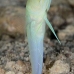 jawfish_yellowhead_sh_nwp_v_0007_tci2447.jpg